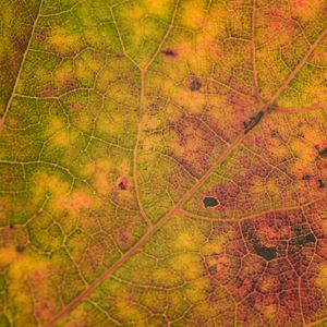 Preview wallpaper leaf, veins, relief, macro, autumn