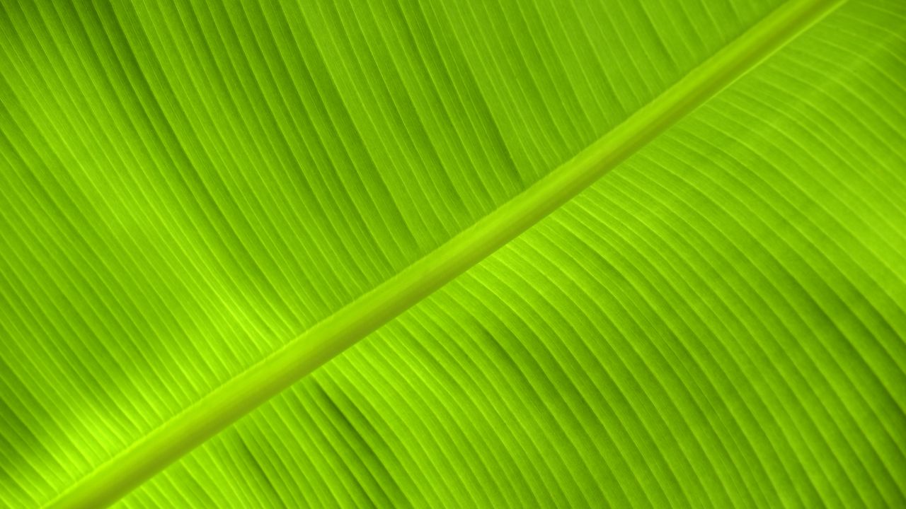 Wallpaper leaf, veins, relief, plant, green, macro