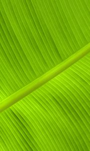 Preview wallpaper leaf, veins, relief, plant, green, macro