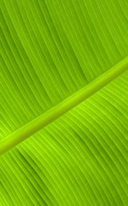 Preview wallpaper leaf, veins, relief, plant, green, macro
