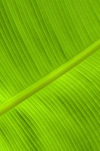Preview wallpaper leaf, veins, relief, plant, green, macro