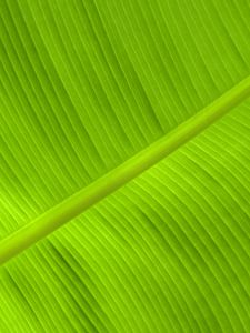Preview wallpaper leaf, veins, relief, plant, green, macro
