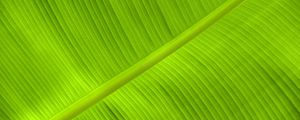 Preview wallpaper leaf, veins, relief, plant, green, macro