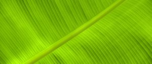 Preview wallpaper leaf, veins, relief, plant, green, macro