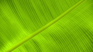Preview wallpaper leaf, veins, relief, plant, green, macro