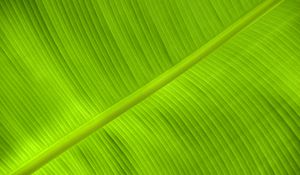 Preview wallpaper leaf, veins, relief, plant, green, macro