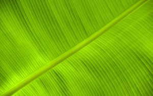 Preview wallpaper leaf, veins, relief, plant, green, macro