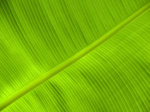 Preview wallpaper leaf, veins, relief, plant, green, macro