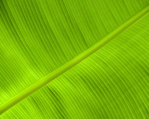 Preview wallpaper leaf, veins, relief, plant, green, macro