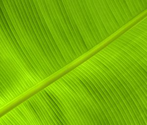 Preview wallpaper leaf, veins, relief, plant, green, macro