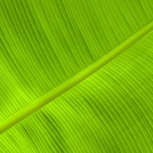 Preview wallpaper leaf, veins, relief, plant, green, macro