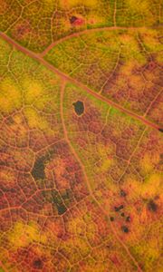 Preview wallpaper leaf, veins, relief, macro