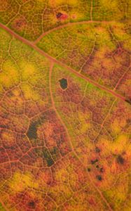 Preview wallpaper leaf, veins, relief, macro