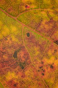 Preview wallpaper leaf, veins, relief, macro