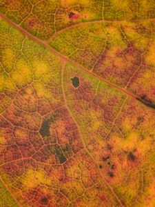 Preview wallpaper leaf, veins, relief, macro
