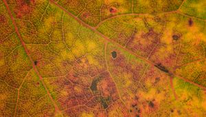 Preview wallpaper leaf, veins, relief, macro
