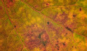 Preview wallpaper leaf, veins, relief, macro