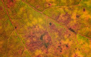 Preview wallpaper leaf, veins, relief, macro