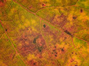 Preview wallpaper leaf, veins, relief, macro