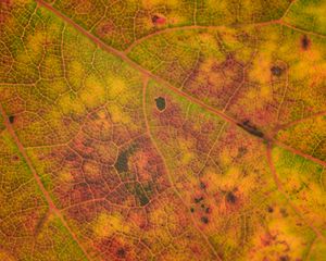 Preview wallpaper leaf, veins, relief, macro