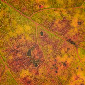 Preview wallpaper leaf, veins, relief, macro