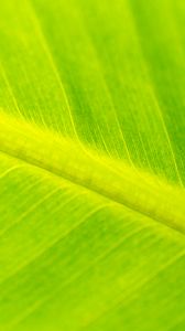 Preview wallpaper leaf, veins, relief, macro, green