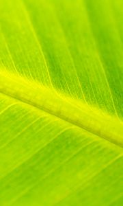 Preview wallpaper leaf, veins, relief, macro, green