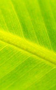 Preview wallpaper leaf, veins, relief, macro, green