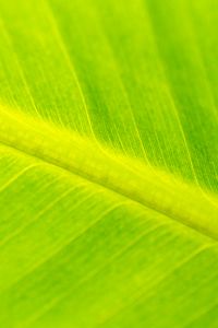 Preview wallpaper leaf, veins, relief, macro, green