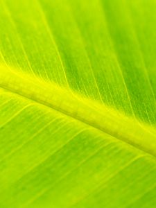 Preview wallpaper leaf, veins, relief, macro, green