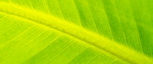 Preview wallpaper leaf, veins, relief, macro, green
