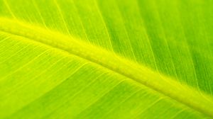 Preview wallpaper leaf, veins, relief, macro, green