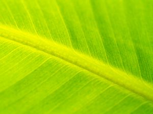 Preview wallpaper leaf, veins, relief, macro, green
