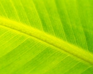 Preview wallpaper leaf, veins, relief, macro, green