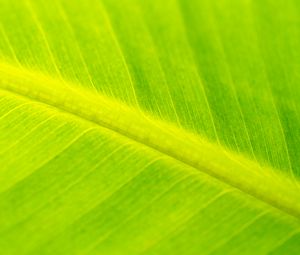 Preview wallpaper leaf, veins, relief, macro, green