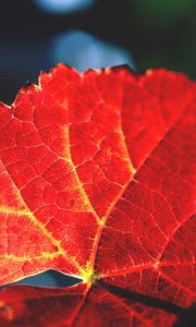 Preview wallpaper leaf, veins, shade