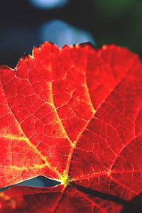 Preview wallpaper leaf, veins, shade