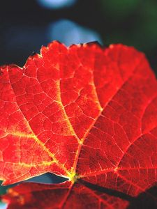 Preview wallpaper leaf, veins, shade