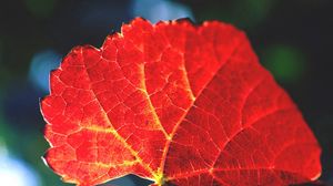 Preview wallpaper leaf, veins, shade