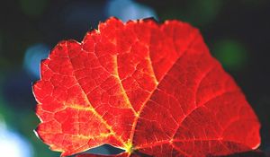 Preview wallpaper leaf, veins, shade