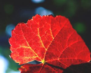 Preview wallpaper leaf, veins, shade