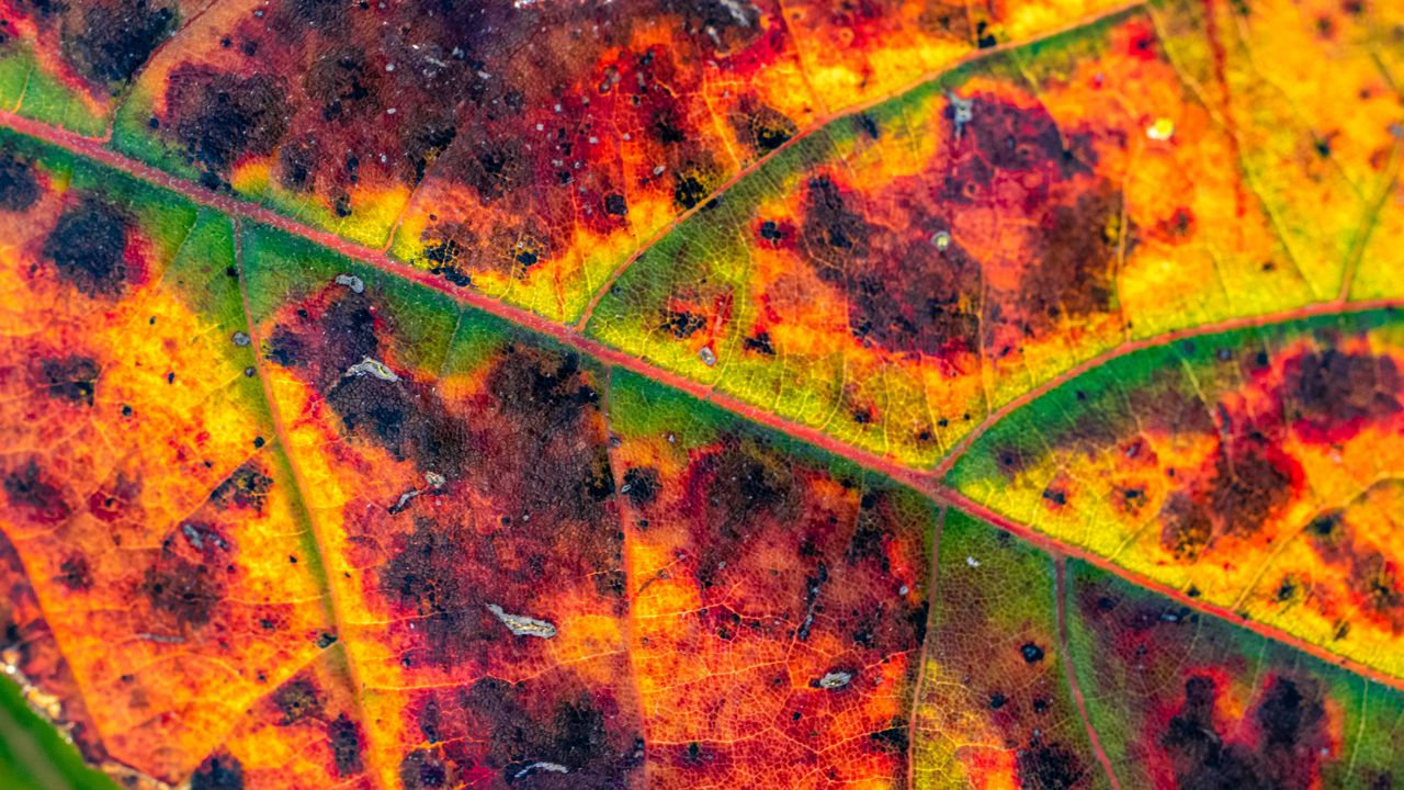 Wallpaper leaf, veins, spots, macro, colorful, autumn