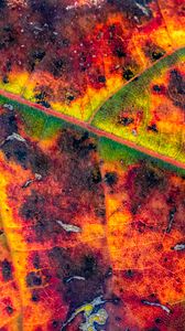 Preview wallpaper leaf, veins, spots, macro, colorful, autumn