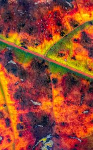 Preview wallpaper leaf, veins, spots, macro, colorful, autumn