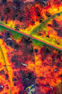 Preview wallpaper leaf, veins, spots, macro, colorful, autumn