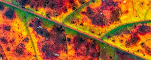Preview wallpaper leaf, veins, spots, macro, colorful, autumn
