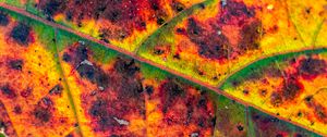 Preview wallpaper leaf, veins, spots, macro, colorful, autumn