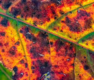 Preview wallpaper leaf, veins, spots, macro, colorful, autumn