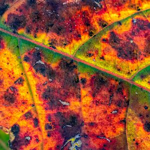 Preview wallpaper leaf, veins, spots, macro, colorful, autumn
