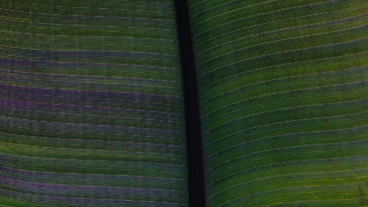 Wallpaper leaf, veins, stripes, macro, green